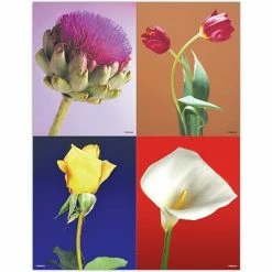 Coupon ⌛ Medical Arts Press Generic Assorted Laser Postcards Scenic Assorted Laser Postcards; Photo Flowers 👍